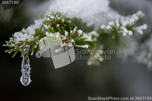 Image of christmas evergreen pine tree covered with fresh snow