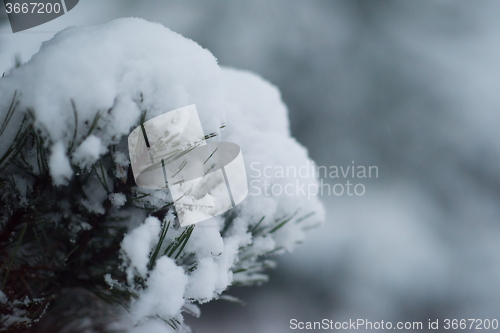 Image of christmas evergreen pine tree covered with fresh snow