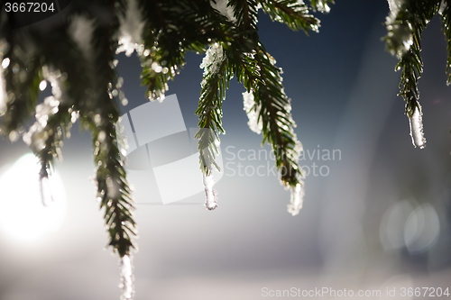 Image of tree covered with fresh snow at winter night