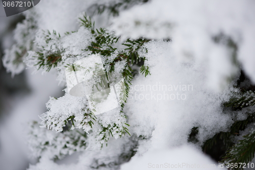 Image of christmas evergreen pine tree covered with fresh snow