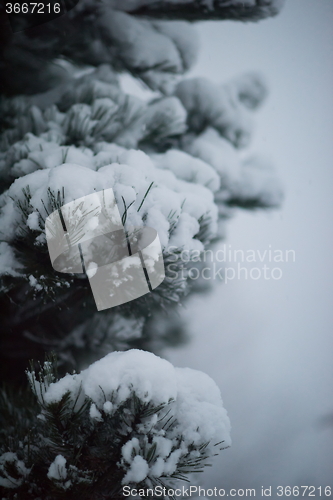 Image of christmas evergreen pine tree covered with fresh snow