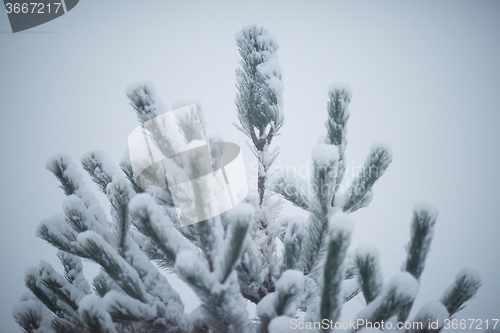 Image of christmas evergreen pine tree covered with fresh snow