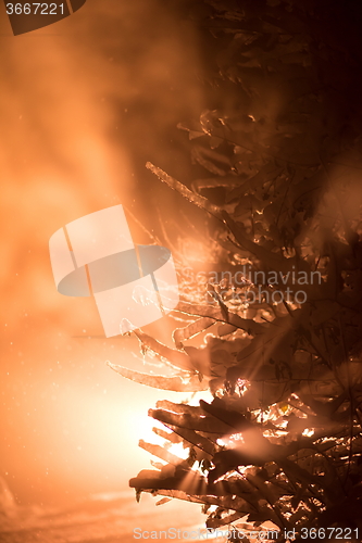 Image of tree covered with fresh snow at winter night