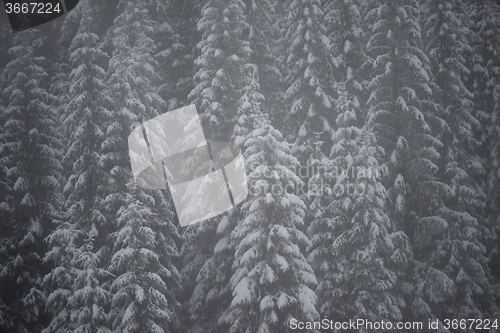 Image of christmas evergreen pine tree covered with fresh snow