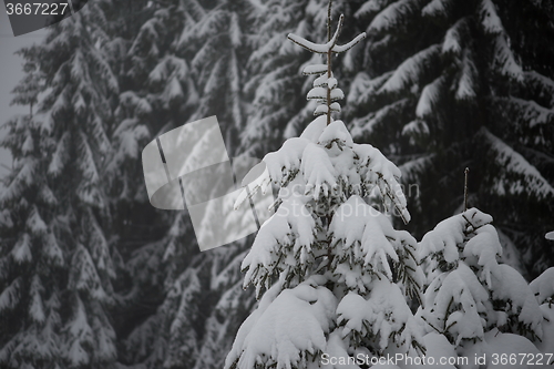 Image of christmas evergreen pine tree covered with fresh snow