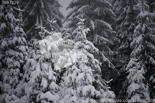 Image of christmas evergreen pine tree covered with fresh snow