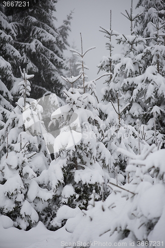 Image of christmas evergreen pine tree covered with fresh snow