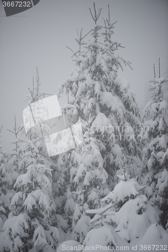 Image of christmas evergreen pine tree covered with fresh snow