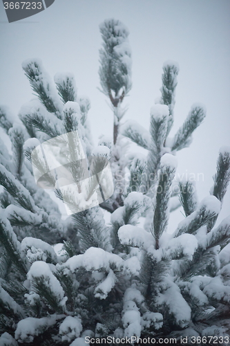 Image of christmas evergreen pine tree covered with fresh snow