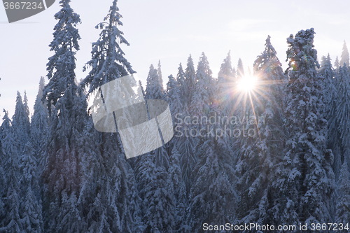 Image of sunset at pine tree forest covered with fresh snow