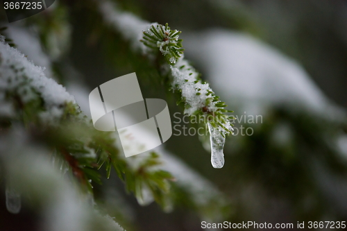 Image of christmas evergreen pine tree covered with fresh snow