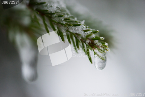 Image of christmas evergreen pine tree covered with fresh snow