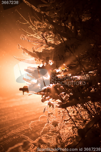 Image of tree covered with fresh snow at winter night