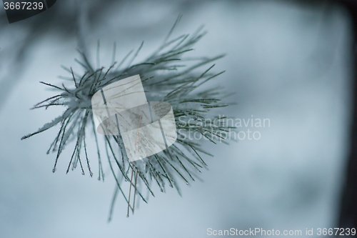 Image of christmas evergreen pine tree covered with fresh snow