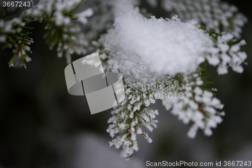 Image of christmas evergreen pine tree covered with fresh snow