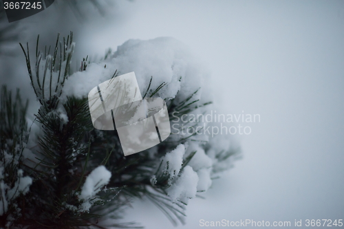 Image of christmas evergreen pine tree covered with fresh snow