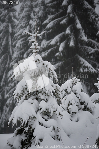 Image of christmas evergreen pine tree covered with fresh snow