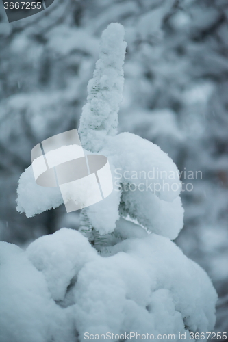 Image of christmas evergreen pine tree covered with fresh snow