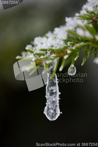 Image of christmas evergreen pine tree covered with fresh snow