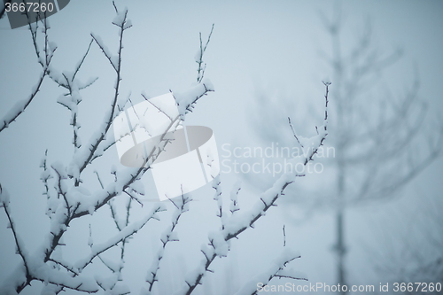 Image of christmas evergreen pine tree covered with fresh snow