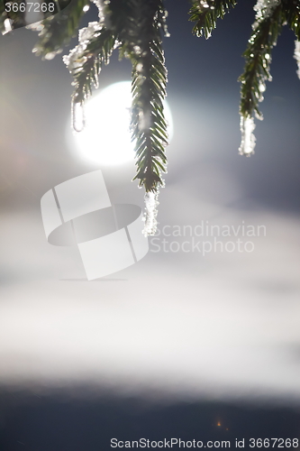 Image of tree covered with fresh snow at winter night