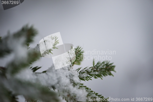 Image of christmas evergreen pine tree covered with fresh snow