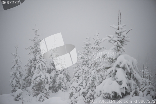 Image of christmas evergreen pine tree covered with fresh snow