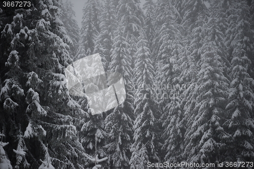 Image of christmas evergreen pine tree covered with fresh snow