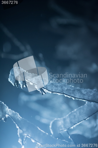 Image of tree covered with fresh snow at winter night