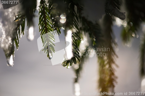 Image of christmas evergreen pine tree covered with fresh snow