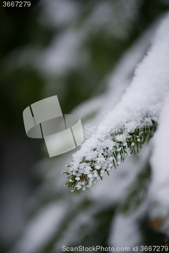 Image of christmas evergreen pine tree covered with fresh snow