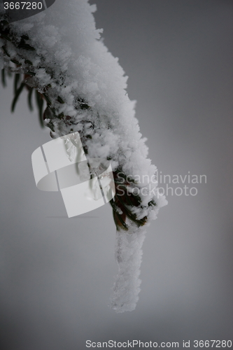 Image of christmas evergreen pine tree covered with fresh snow