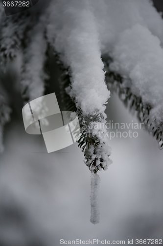 Image of christmas evergreen pine tree covered with fresh snow