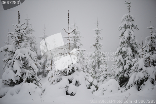 Image of christmas evergreen pine tree covered with fresh snow