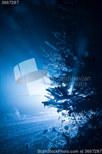 Image of tree covered with fresh snow at winter night