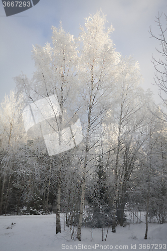 Image of frostbitten birch trees