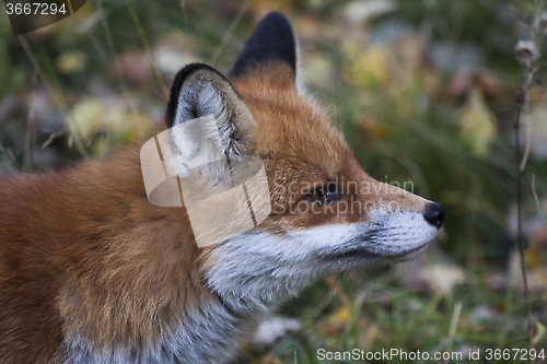 Image of fox head