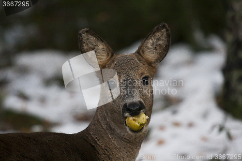 Image of apple eater