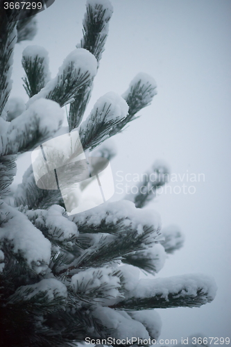 Image of christmas evergreen pine tree covered with fresh snow