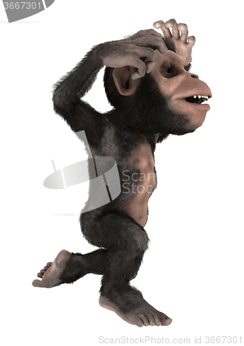 Image of Little Chimp Monkey on White