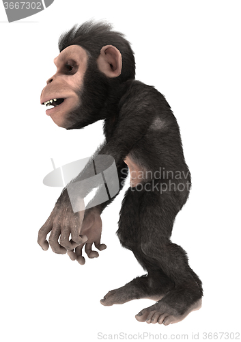 Image of Little Chimp Monkey on White