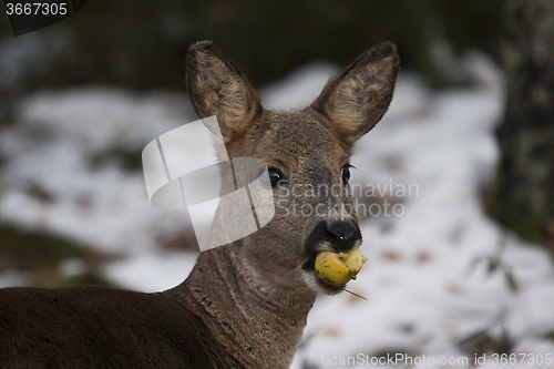 Image of an apple a day