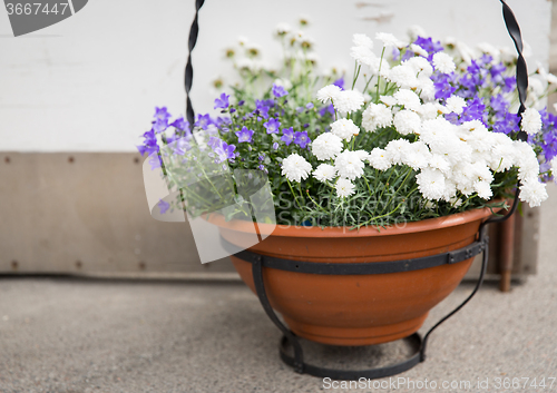 Image of beautiful flowers in pot outdoors