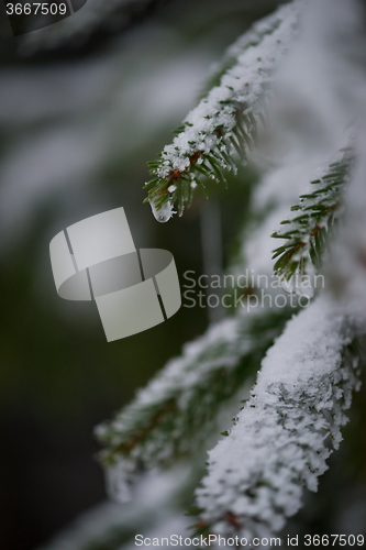 Image of christmas evergreen pine tree covered with fresh snow