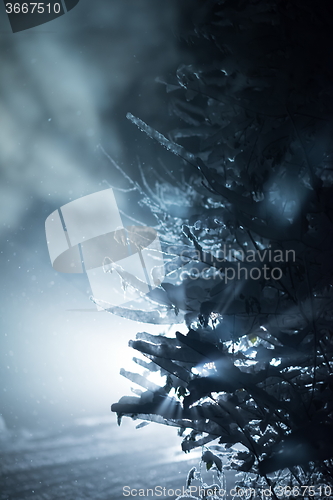 Image of tree covered with fresh snow at winter night