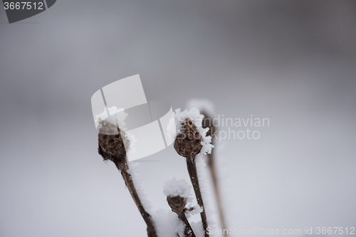 Image of christmas evergreen pine tree covered with fresh snow