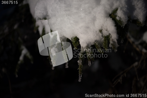 Image of tree covered with fresh snow at winter night