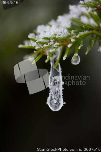 Image of christmas evergreen pine tree covered with fresh snow