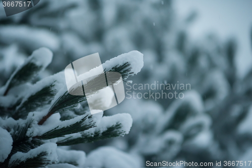 Image of christmas evergreen pine tree covered with fresh snow