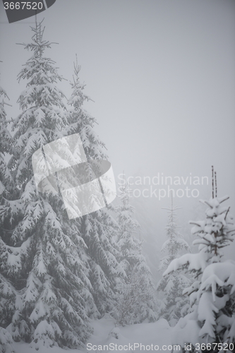 Image of christmas evergreen pine tree covered with fresh snow